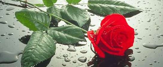 origen del dia de san valentin (dia del amor y la amistad)